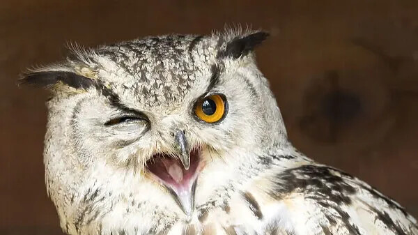 owl1