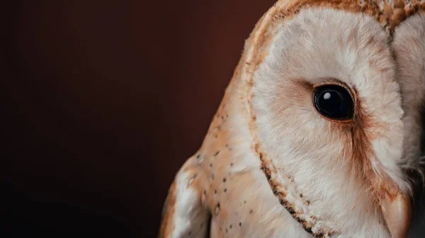 owl2