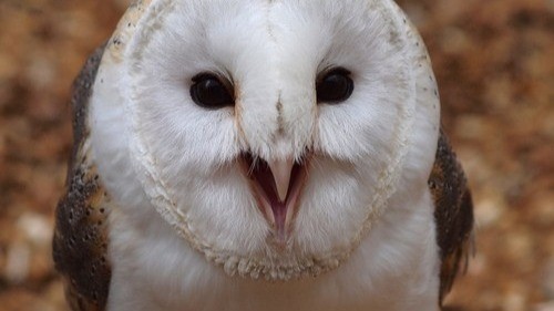 owl3
